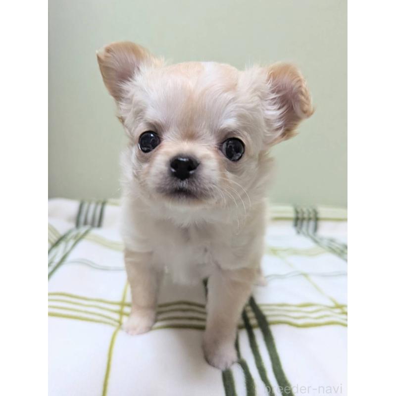 販売中の三重県のチワワ(ロングコート)-443304の3枚目