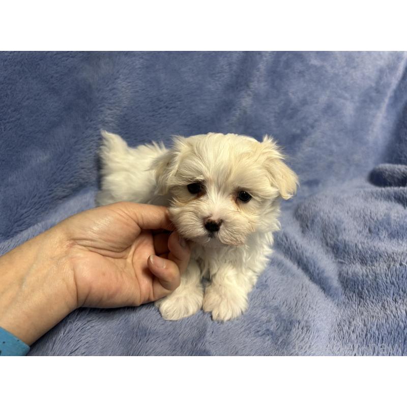 販売中の佐賀県のマルチーズ-443303