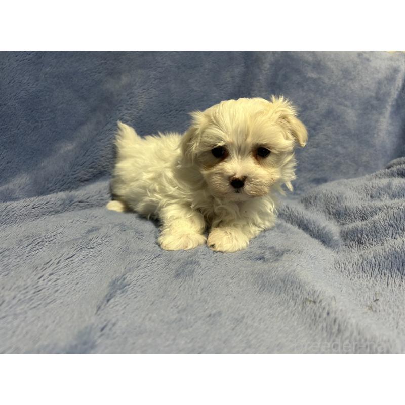 販売中の佐賀県のマルチーズ-443303の4枚目