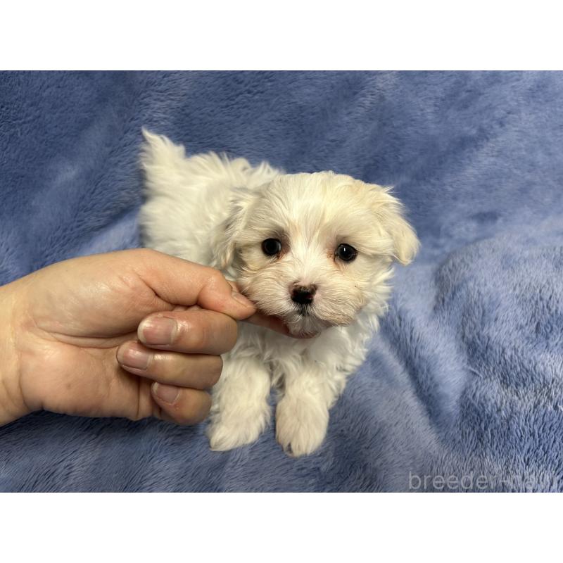 販売中の佐賀県のマルチーズ-443303の3枚目