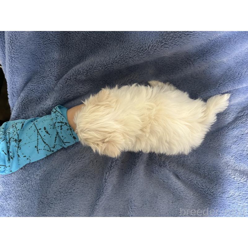 販売中の佐賀県のマルチーズ-443303の2枚目