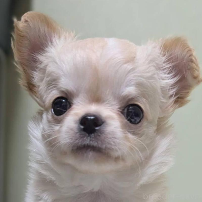 販売中の三重県のチワワ(ロングコート)-443304