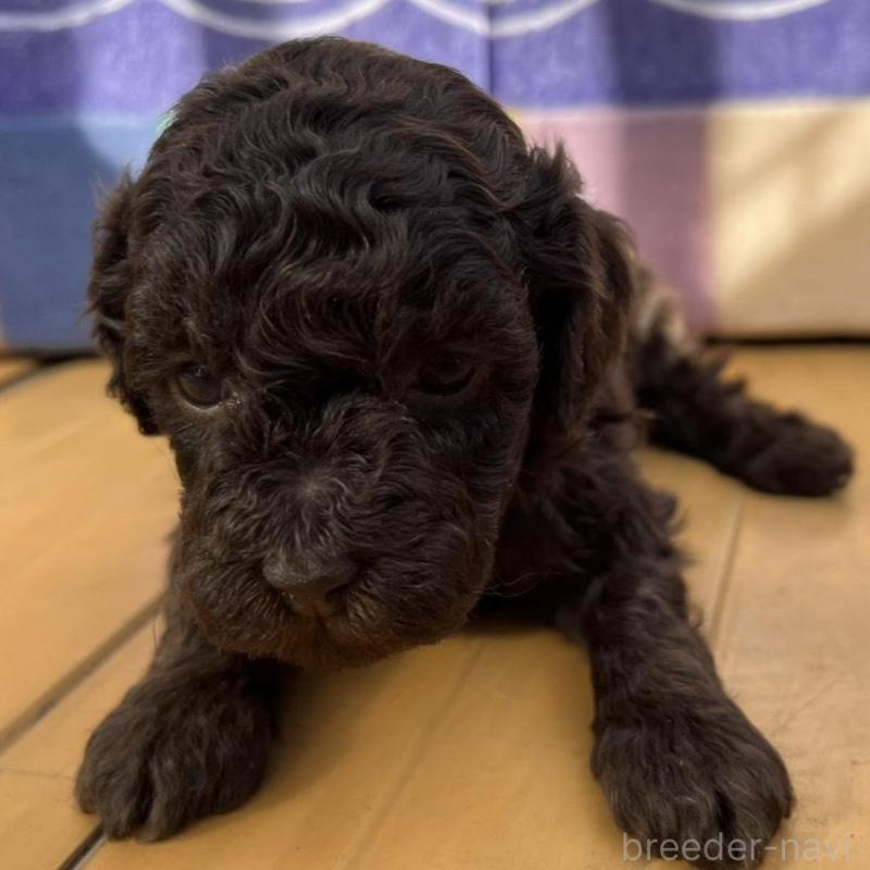 販売中の神奈川県のトイプードル-443306の7枚目