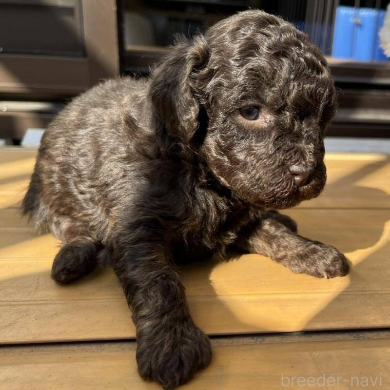 販売中の神奈川県のトイプードル-443306の6枚目