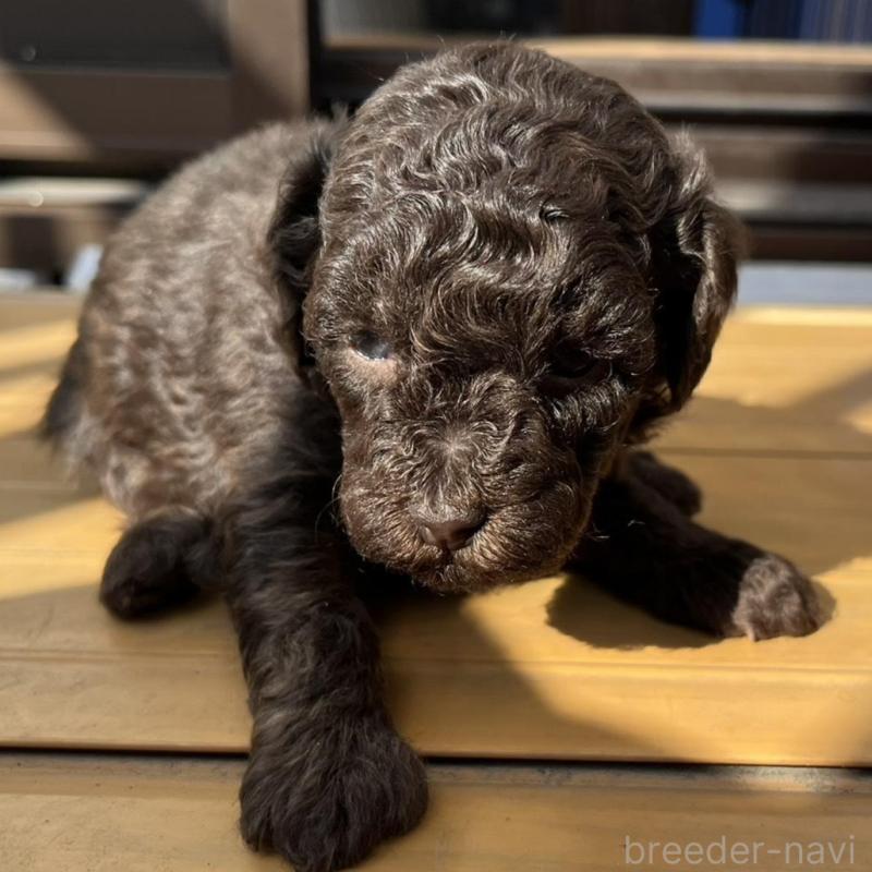 販売中の神奈川県のトイプードル-443306の4枚目