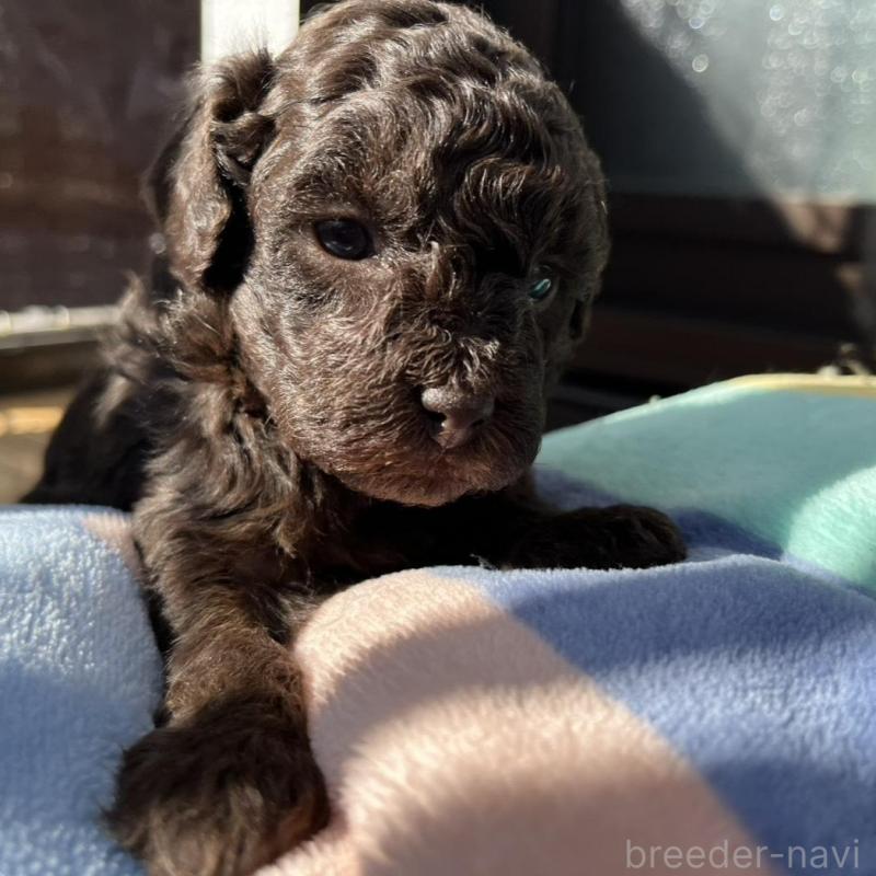 販売中の神奈川県のトイプードル-443306の3枚目