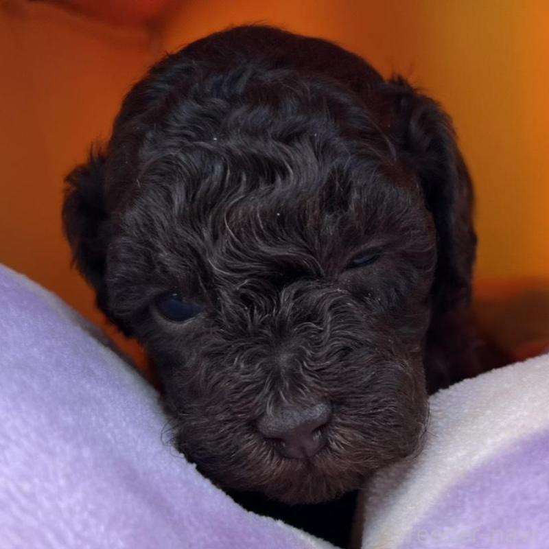 販売中の神奈川県のトイプードル-443306の2枚目