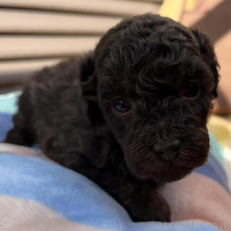 販売中の神奈川県のトイプードル-443306の1枚目