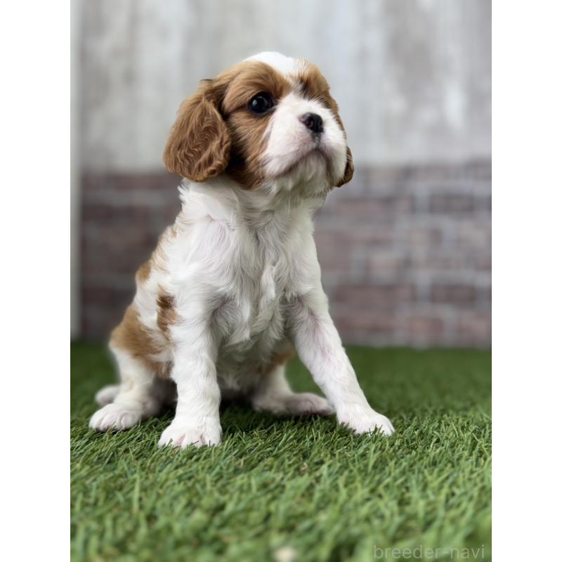 販売中の三重県のキャバリアキングチャールズスパニエル-443307の6枚目