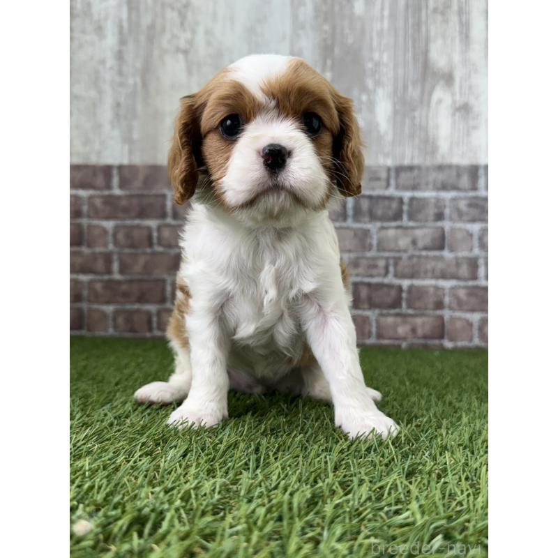 販売中の三重県のキャバリアキングチャールズスパニエル-443307の4枚目