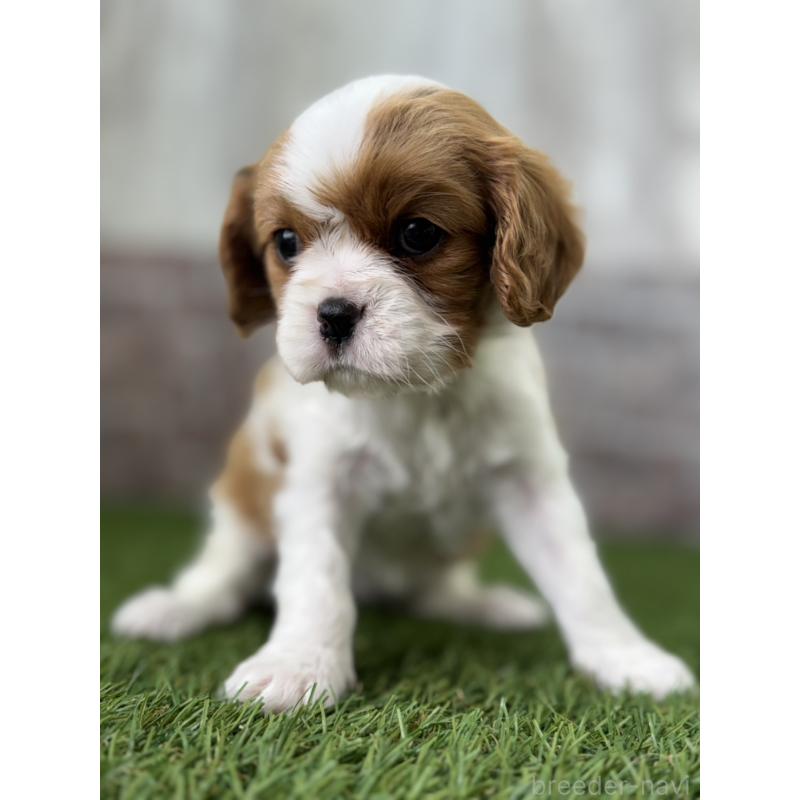 販売中の三重県のキャバリアキングチャールズスパニエル-443307の3枚目