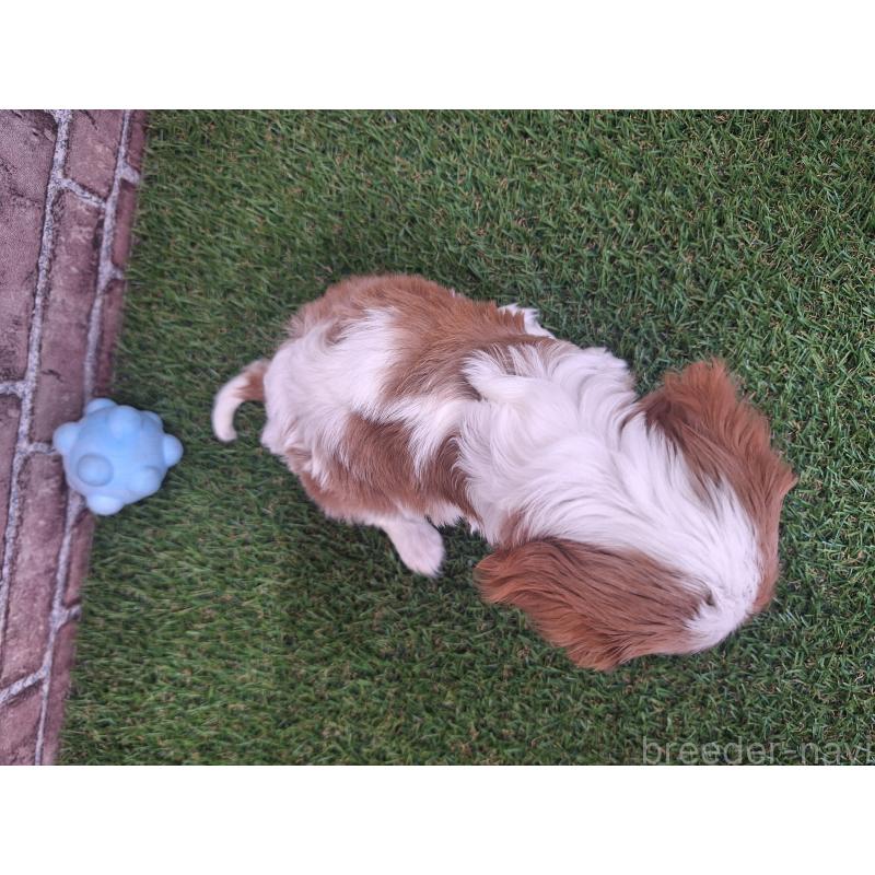 販売中の三重県のキャバリアキングチャールズスパニエル-443307の2枚目