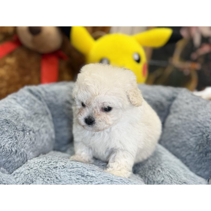 成約済の埼玉県のビションフリーゼ-440355の5枚目