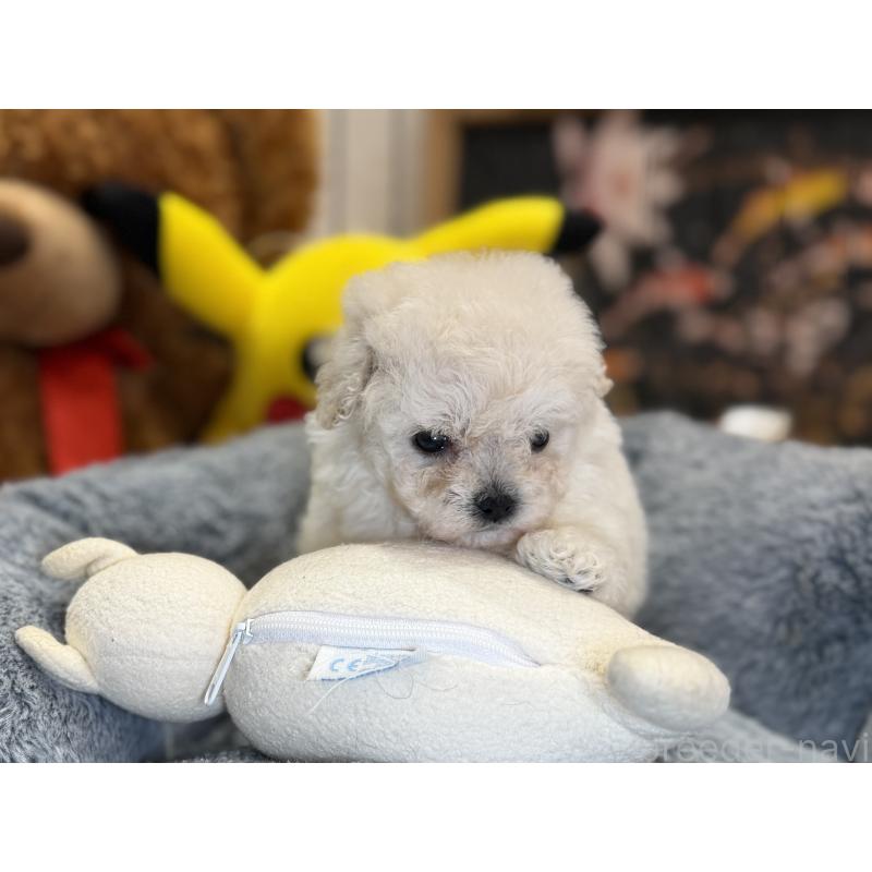 成約済の埼玉県のビションフリーゼ-440355の4枚目