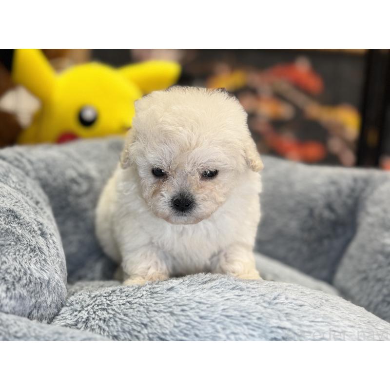 成約済の埼玉県のビションフリーゼ-440355の3枚目