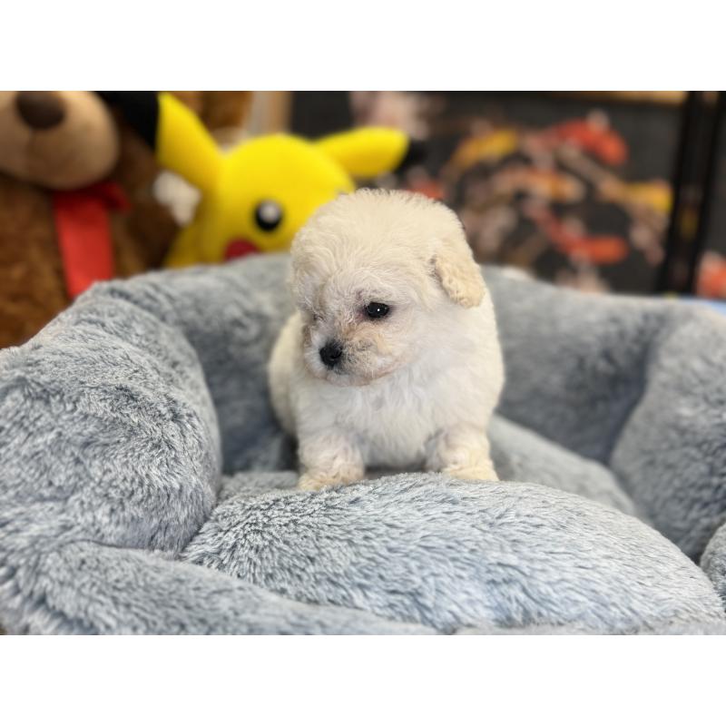 成約済の埼玉県のビションフリーゼ-440355の2枚目