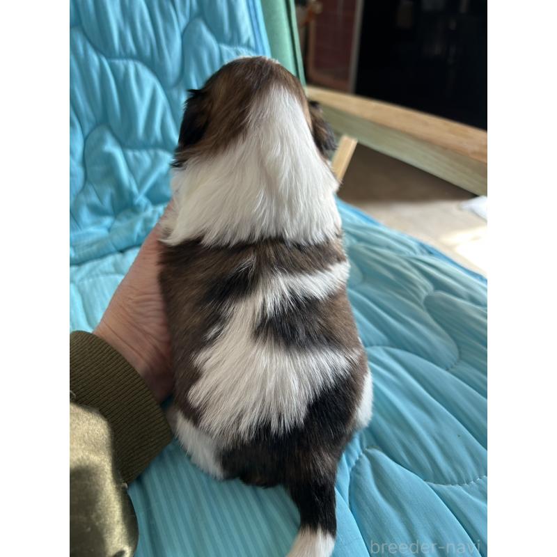 販売中の鹿児島県のシーズー-443311の4枚目