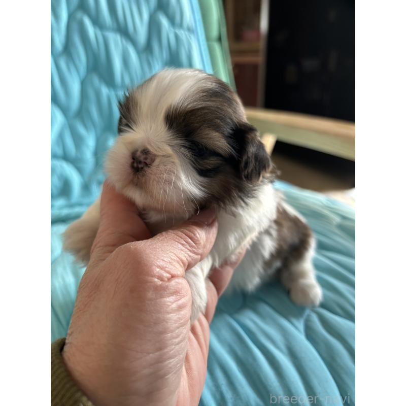 販売中の鹿児島県のシーズー-443311の3枚目