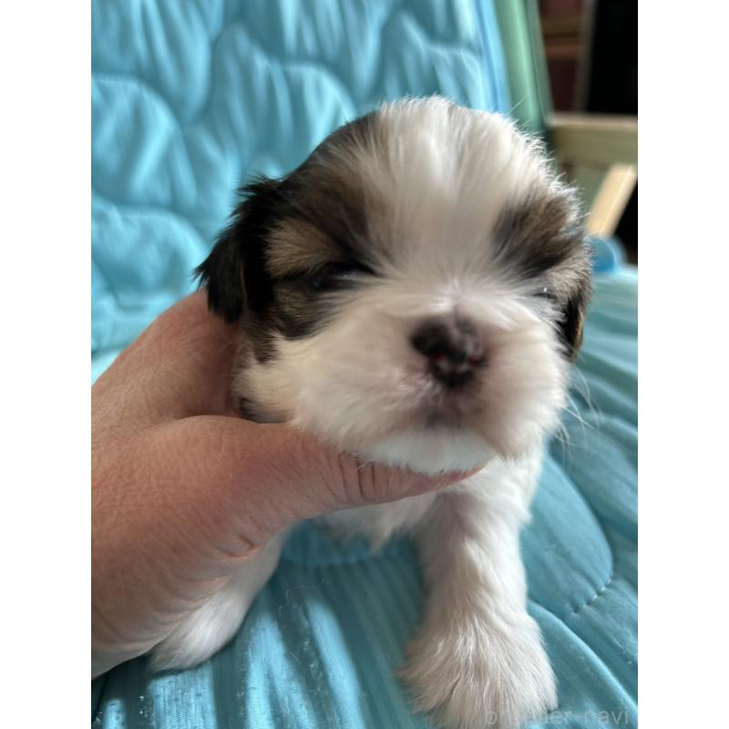 販売中の鹿児島県のシーズー-443311