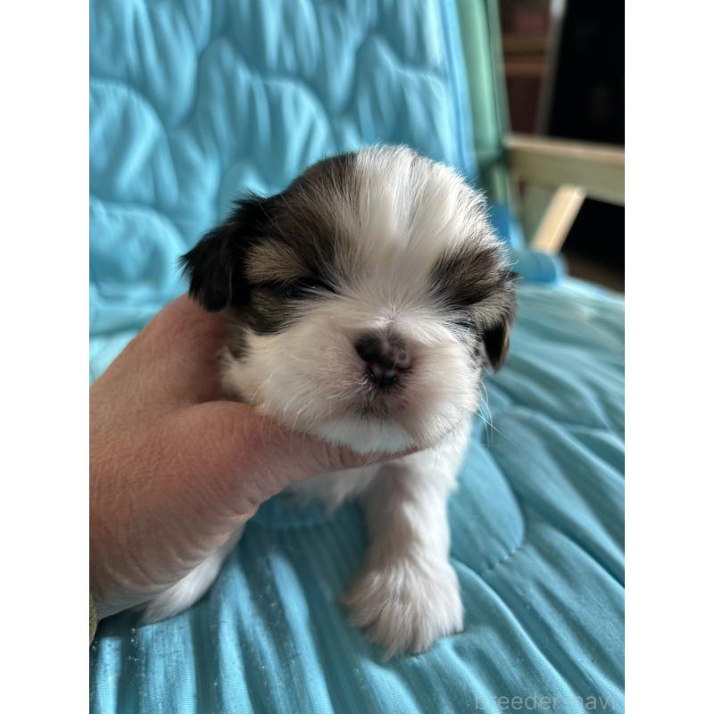 販売中の鹿児島県のシーズー-443311の2枚目