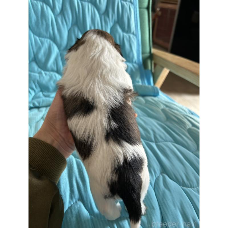 販売中の鹿児島県のシーズー-443313の3枚目