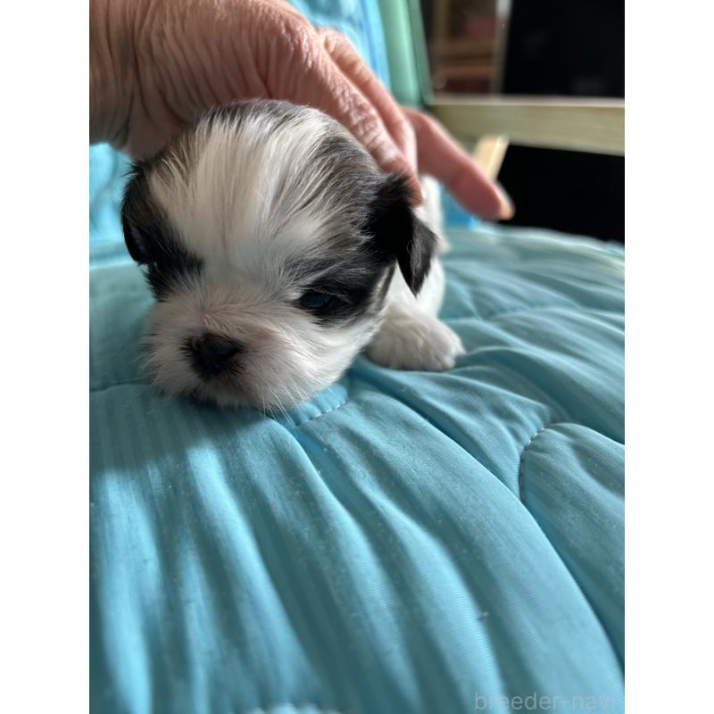 販売中の鹿児島県のシーズー-443313の4枚目