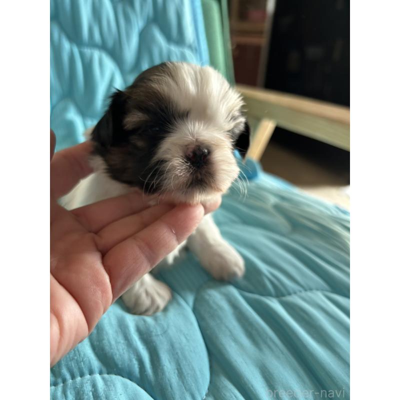 販売中の鹿児島県のシーズー-443313の2枚目