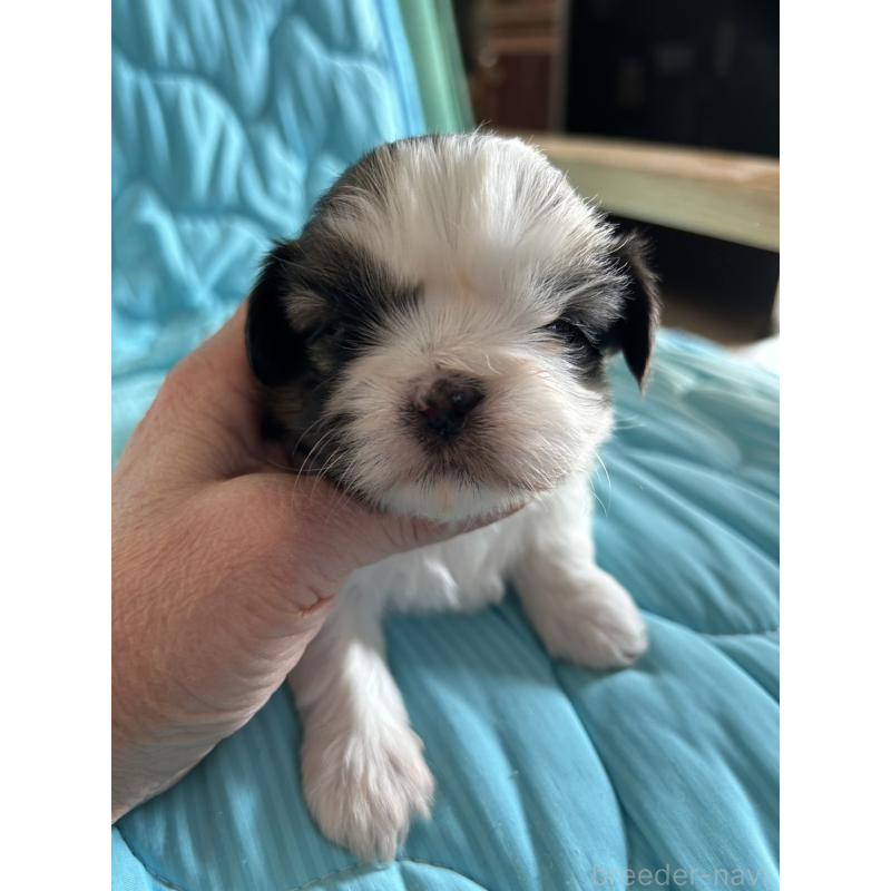 販売中の鹿児島県のシーズー-443313の1枚目