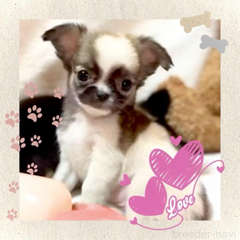 販売中の大阪府のチワワ(ロングコート)-443316の15枚目