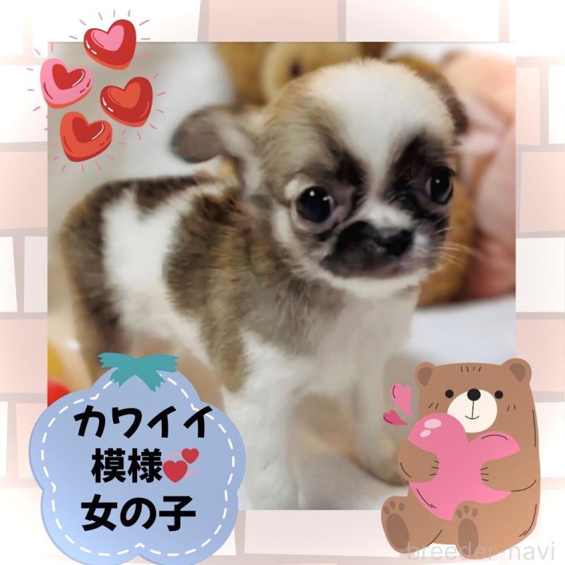 販売中の大阪府のチワワ(ロングコート)-443316の14枚目