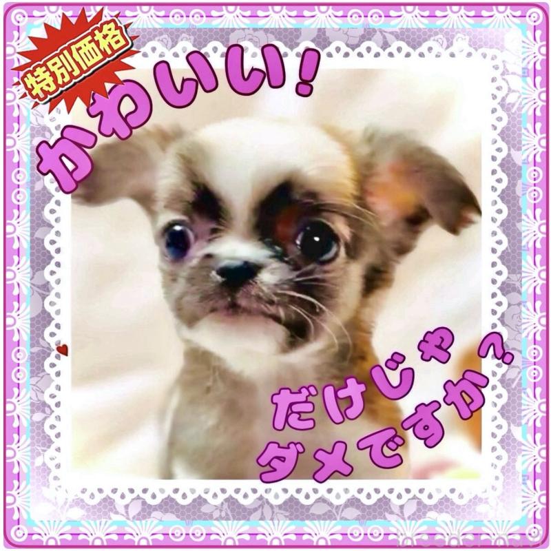 販売中の大阪府のチワワ(ロングコート)-443316