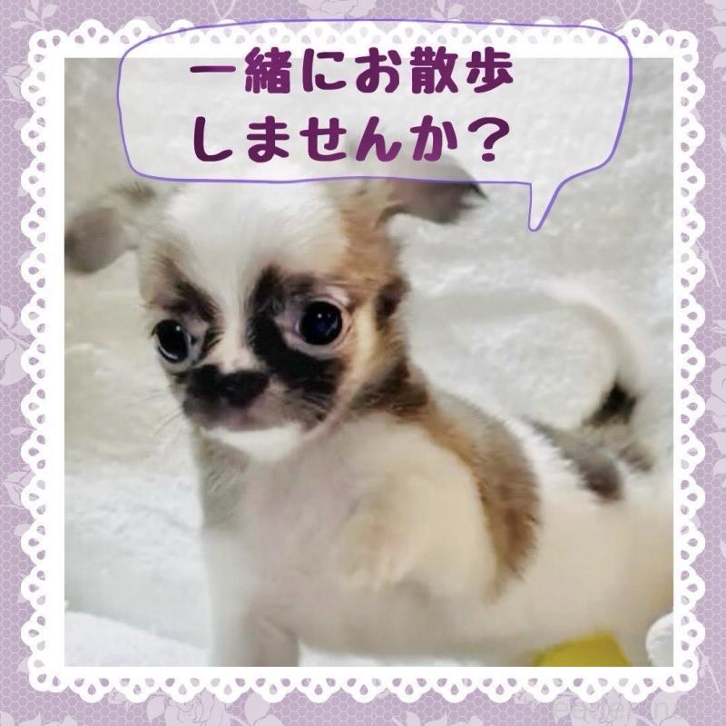 販売中の大阪府のチワワ(ロングコート)-443316の13枚目