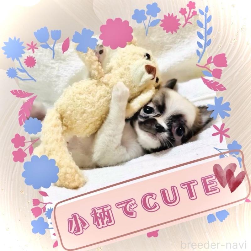 販売中の大阪府のチワワ(ロングコート)-443316の12枚目