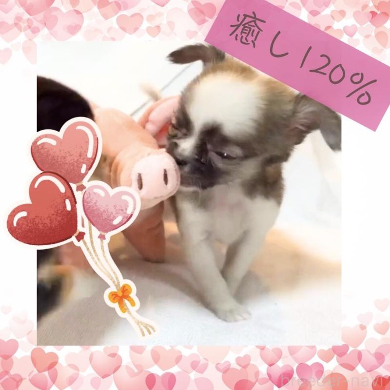 販売中の大阪府のチワワ(ロングコート)-443316の11枚目