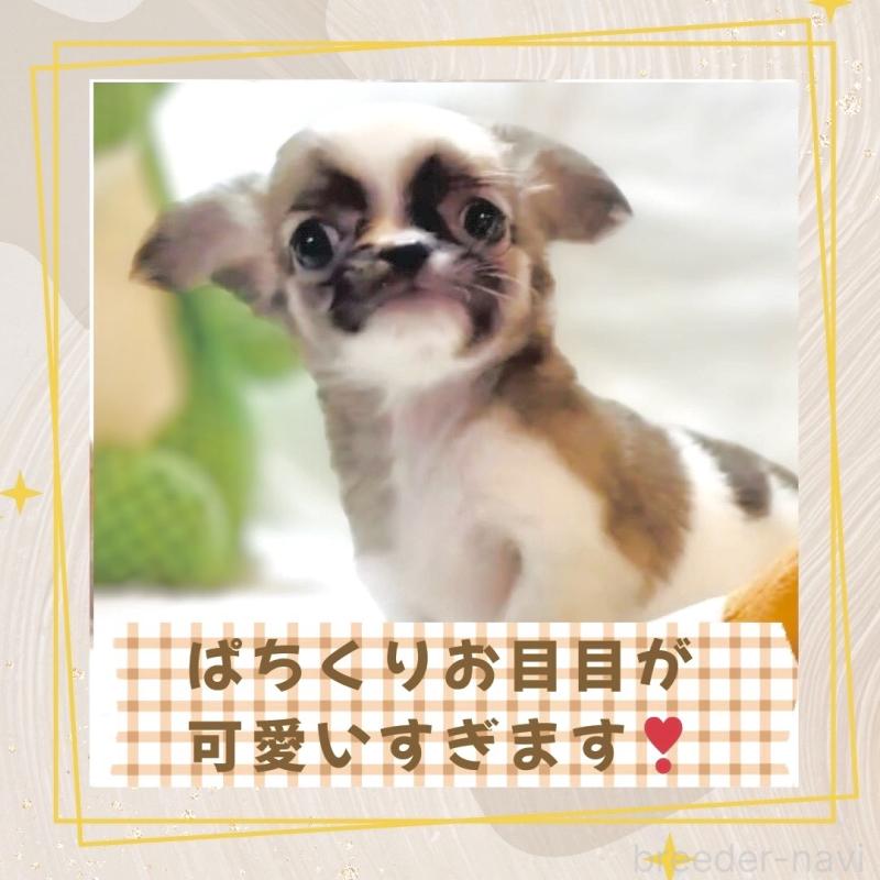 販売中の大阪府のチワワ(ロングコート)-443316の10枚目