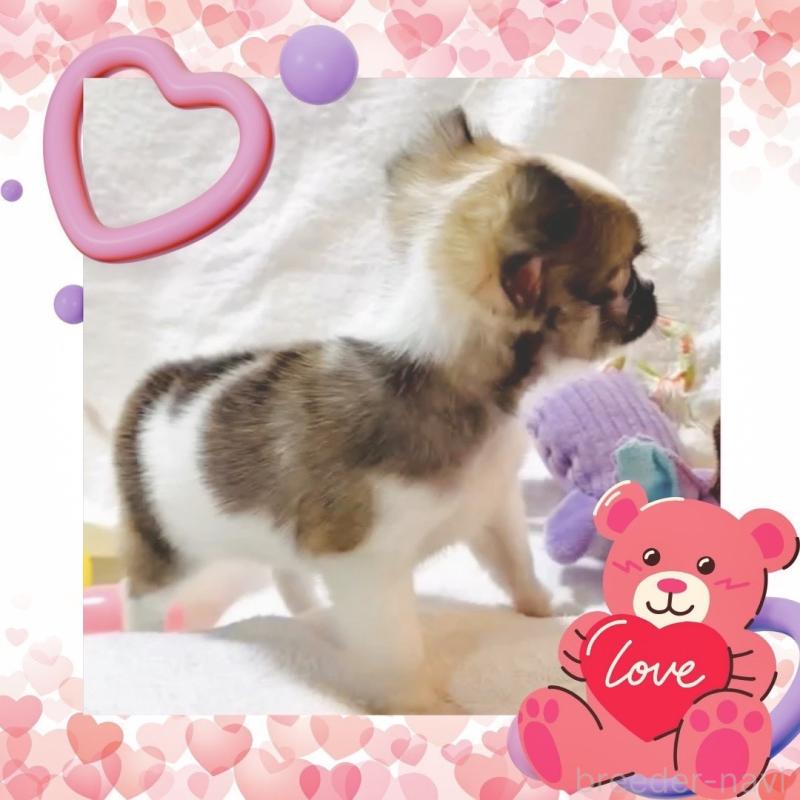 販売中の大阪府のチワワ(ロングコート)-443316の9枚目