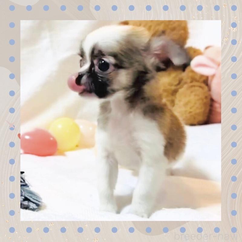 販売中の大阪府のチワワ(ロングコート)-443316の8枚目