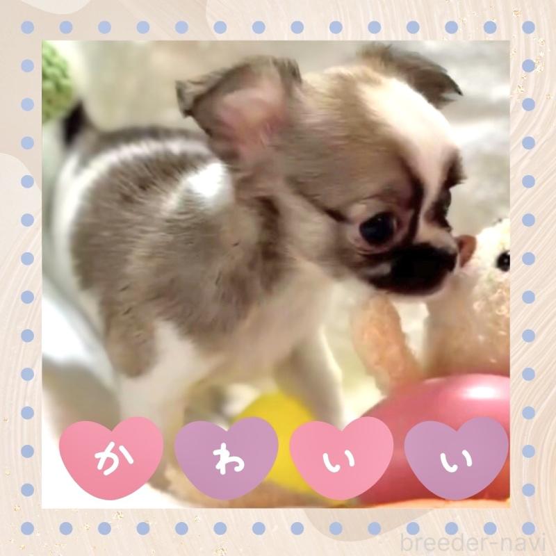 販売中の大阪府のチワワ(ロングコート)-443316の7枚目