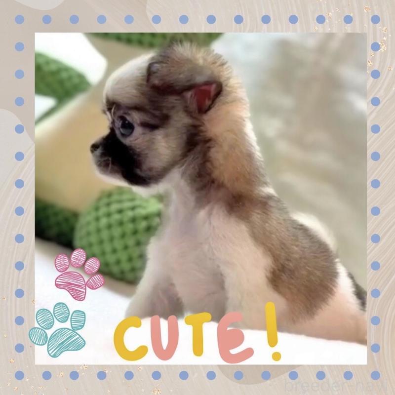 販売中の大阪府のチワワ(ロングコート)-443316の6枚目