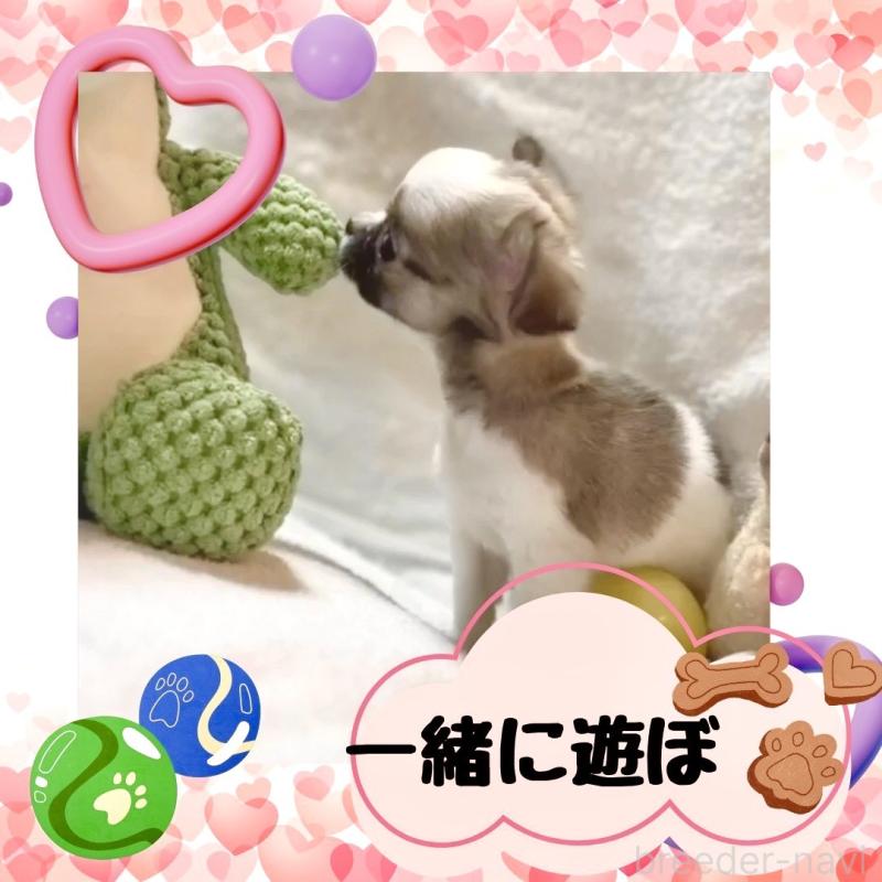 販売中の大阪府のチワワ(ロングコート)-443316の5枚目