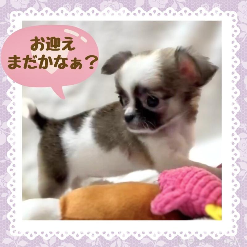 販売中の大阪府のチワワ(ロングコート)-443316の4枚目