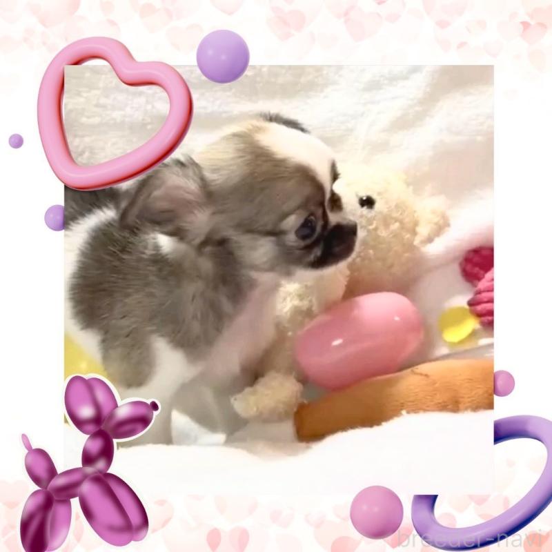 販売中の大阪府のチワワ(ロングコート)-443316の3枚目