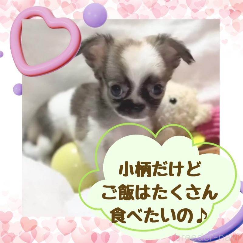 販売中の大阪府のチワワ(ロングコート)-443316の2枚目