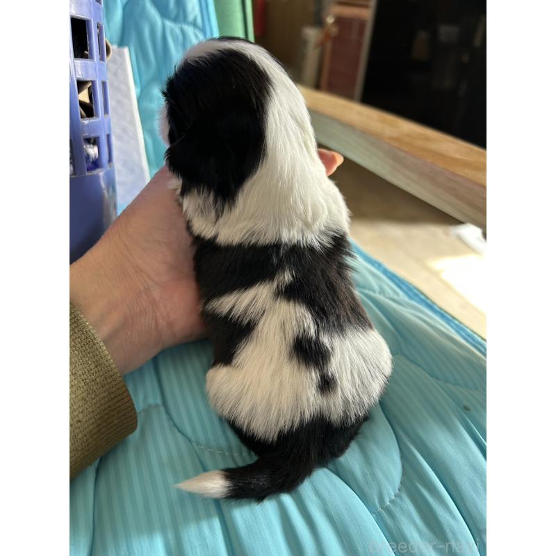 販売中の鹿児島県のシーズー-443319の4枚目