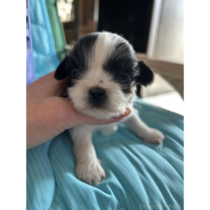 販売中の鹿児島県のシーズー-443319