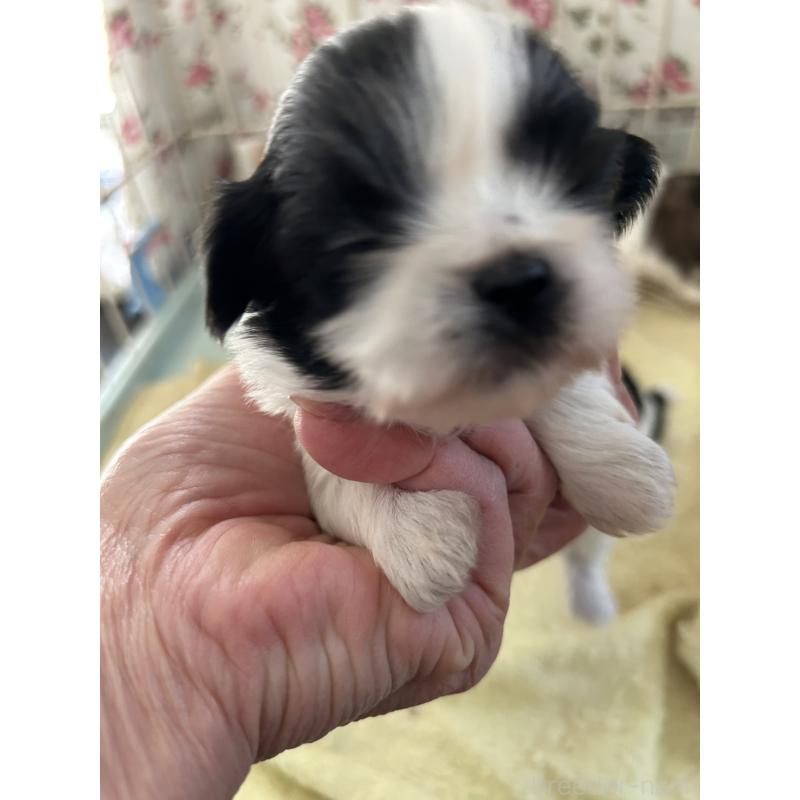 販売中の鹿児島県のシーズー-443319の3枚目