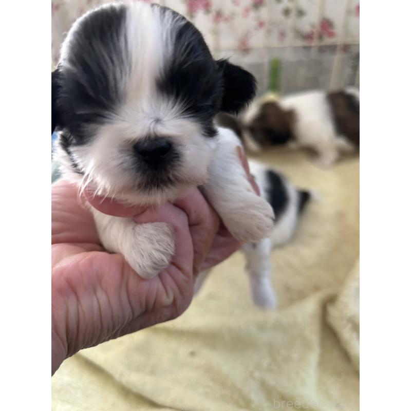 販売中の鹿児島県のシーズー-443319の2枚目