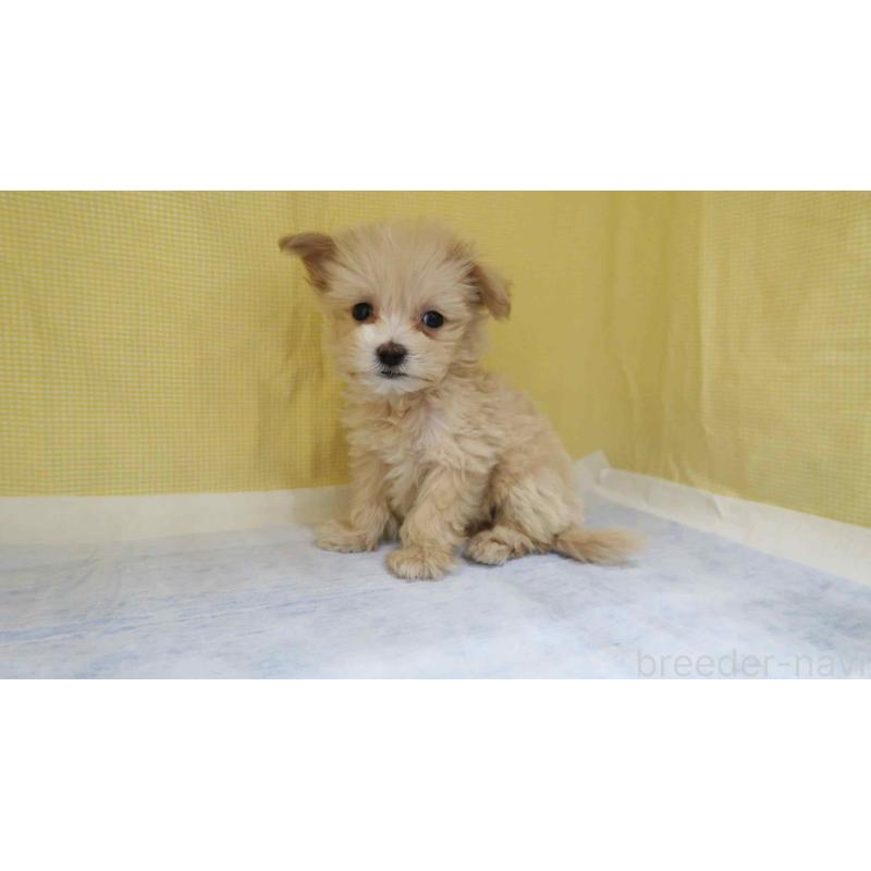 販売中の東京都のマルプー:マルチーズ×トイプードル-443320の4枚目