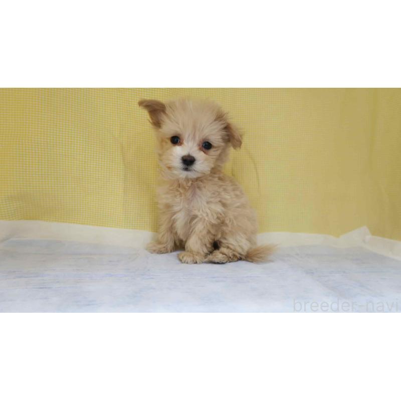 販売中の東京都のマルプー:マルチーズ×トイプードル-443320の3枚目