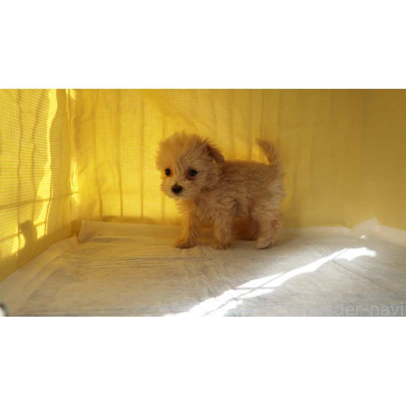 販売中の東京都のマルプー:マルチーズ×トイプードル-443320の2枚目